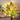 Sunflower Vine String Light