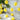 Lemon Shaped LED String Fairy Light