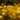 Yellow Ginkgo Leaf LED String Lamp