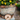 flower planter