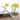 Pomegranate Hydroponic Clear Glass Flower Vases
