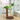 Glass Plant Vase