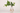 fresh flower/plant vase