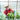 A man growing his plant, and placing them in the greenhouse