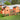 124" Orange Outdoor Wooden Chicken Coop with Ventilation Door and Removable Ramp