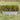 Flowers, Vegetables & Herbs Planters