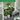 76''x48''x86'' Polycarbonate Walk-in Greenhouse