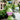Frog Garden Statue - Charmydecor