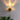 Crystal Ginkgo Leaf LED Wall Sconce