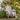 Charmydecor gray oversized folding wooden Adirondack chair styled in a flowering garden with blanket and book