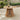 charmydecor outdoor acacia wood patio dining table with round light teak top and slatted pedestal base in garden setting