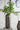 Decorative vase with green plant against a white wall
