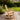 charmydecor teak finish outdoor rocking chair on backyard garden deck
