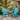 charmydecor turquoise blue solid wood folding Adirondack chairs set of 2 on a garden patio