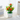 potted Flower