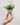  Bonsai Flower Plants