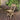 Wood Open Back Folding Chair