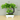 Tree size dimension