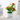 potted flower 