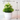 White & green plant dimension