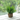 Artificial Plants