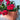  beautiful plant pot