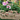 Khaki Planter