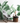 Tropical Leaves Wallpaper 