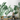 Green Tropical Leaves 